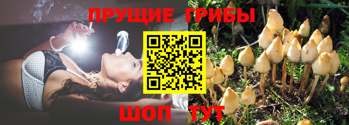 Павлово  Галлюциногенные грибы GOLDEN TEACHER  Вход с VPN 
